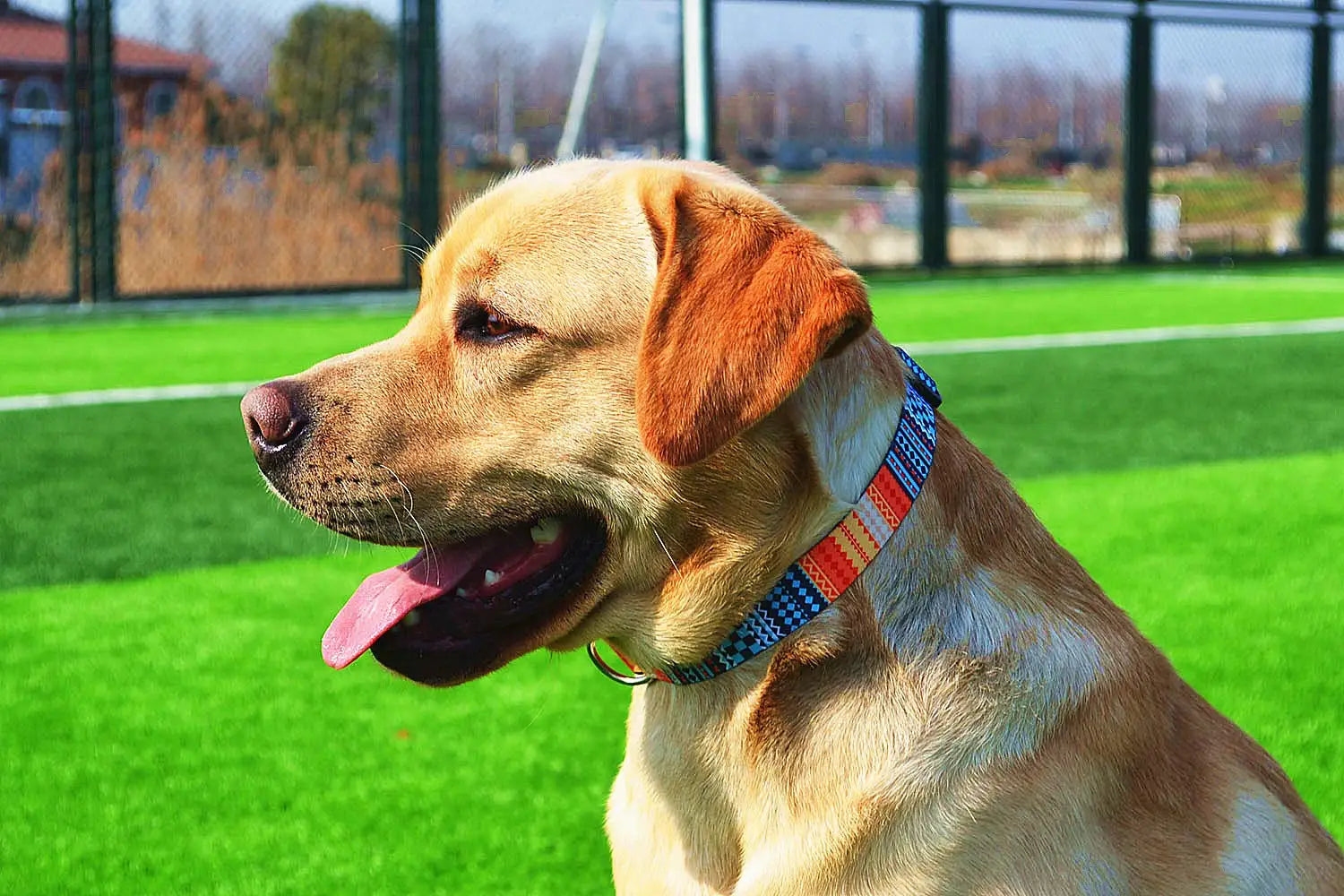 Adjustable Dog Collar Pet Collar for Small Medium Large Dog Walking Collars Flower Style Puppy Cat Collar Pet Supplies Pitbull