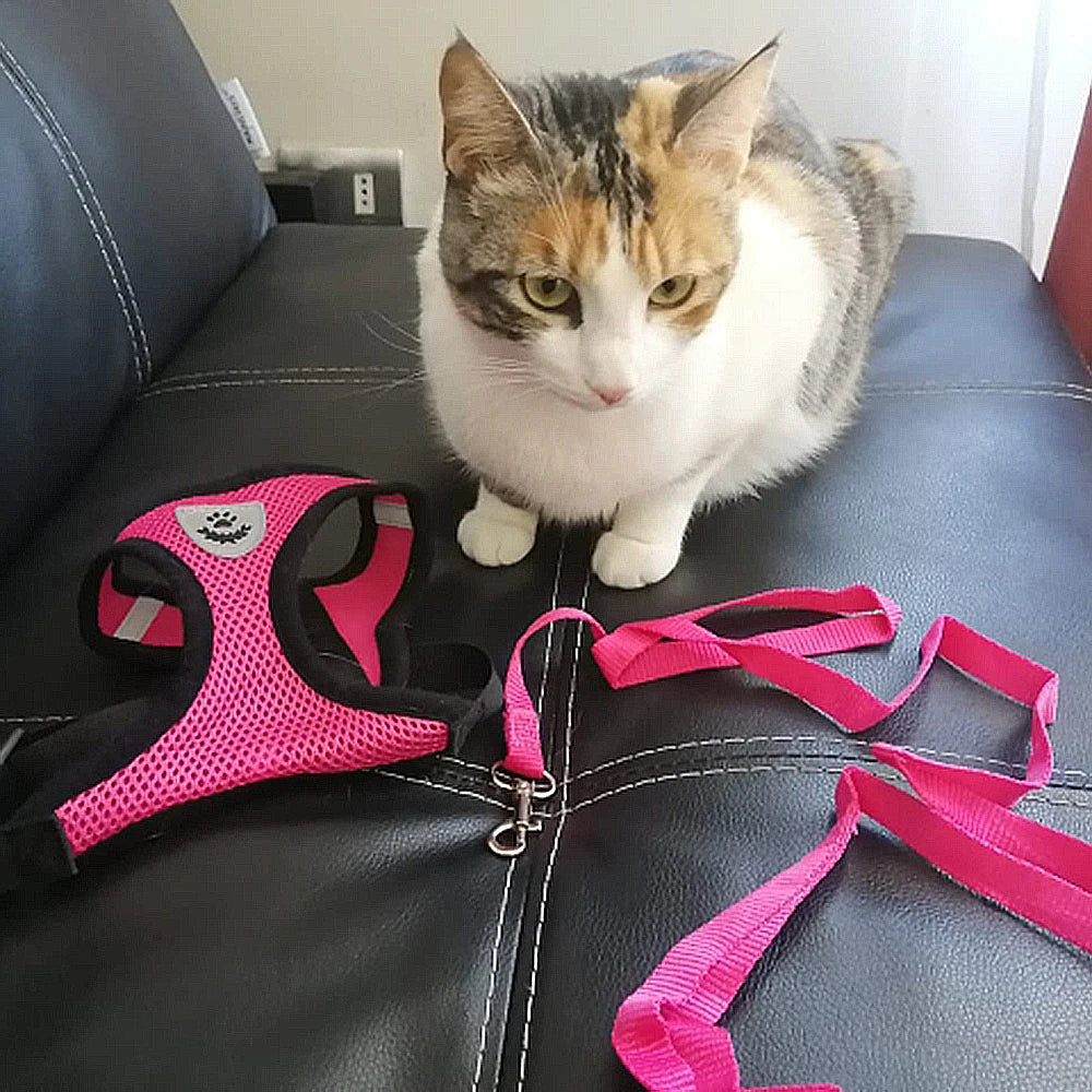 Adjustable summer cat dog harness with pink mesh design and leash on black sofa with a calico cat nearby.