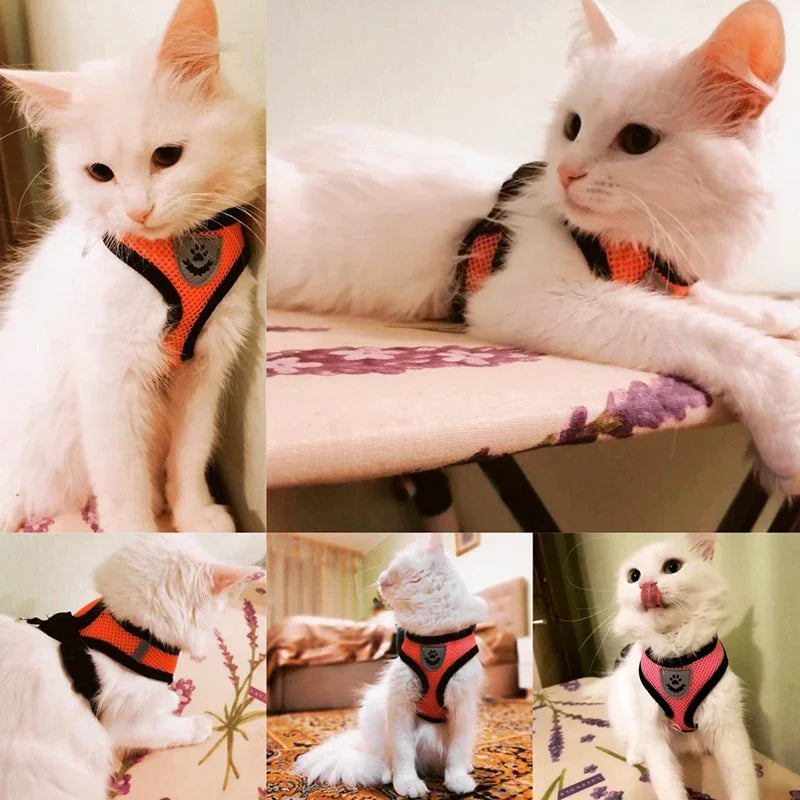 Adjustable summer cat dog harness on white cat showcasing versatility and comfort in multiple poses.